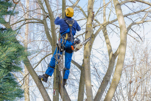 How Our Tree Care Process Works  in  Geneva, IN